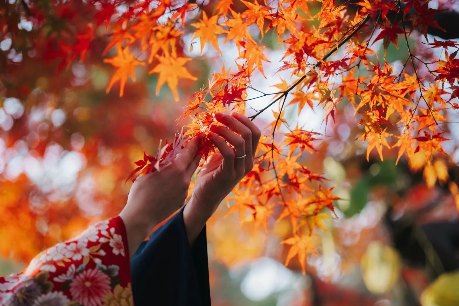 紅葉撮影